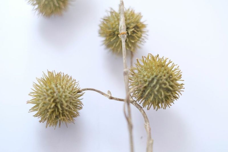 プラタナスの実 造花 ガーデン雑貨