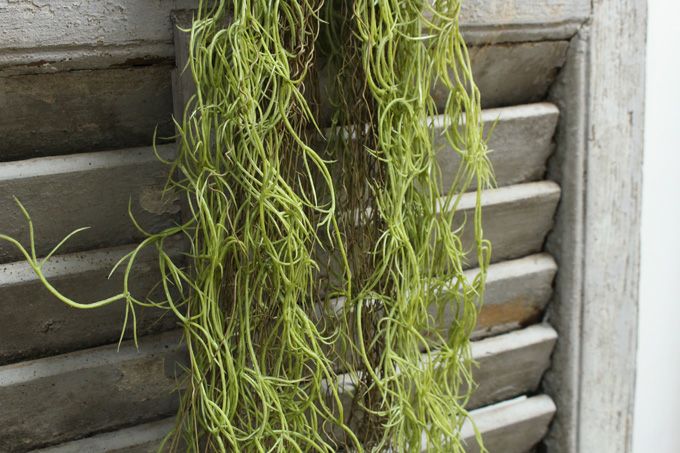 スパニッシュモス造花1