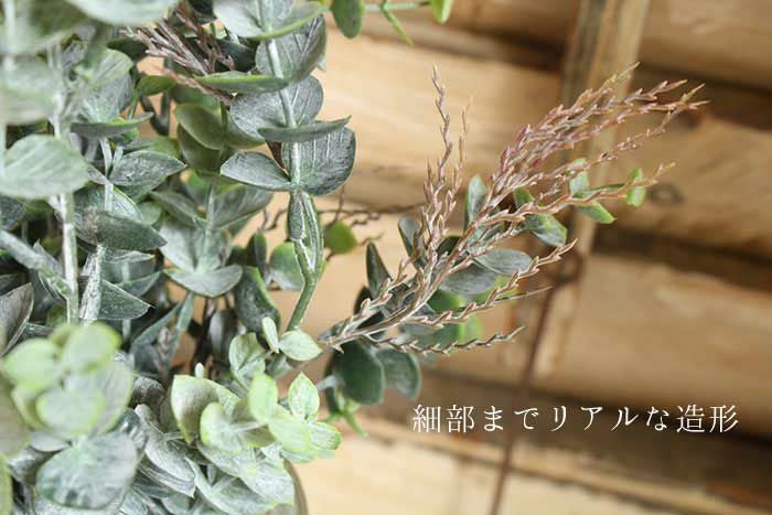 ユーカリブッシュ