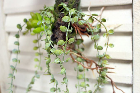 多肉植物の造花コケ2