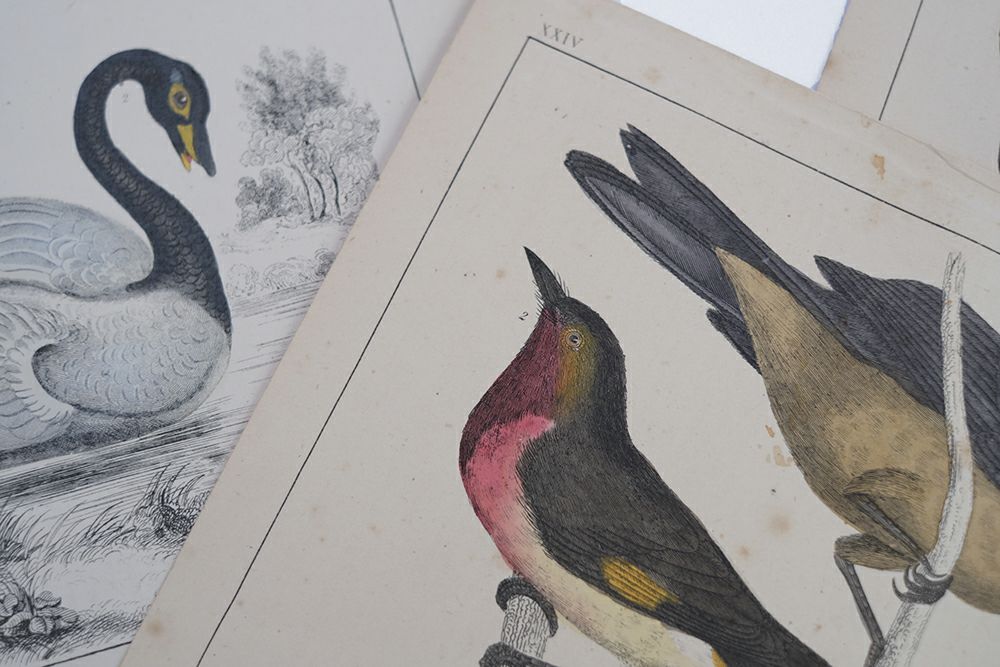 アンティークリトグラフ Fullarton社 野鳥原画 1853年 カラー版画絵の