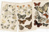 アンティーク版画絵 BRITISH BUTTERFLIES1