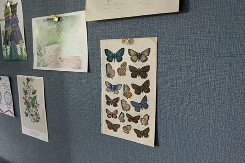 蝶のアンティークリトグラフ BRITISH BUTTERFLIES2