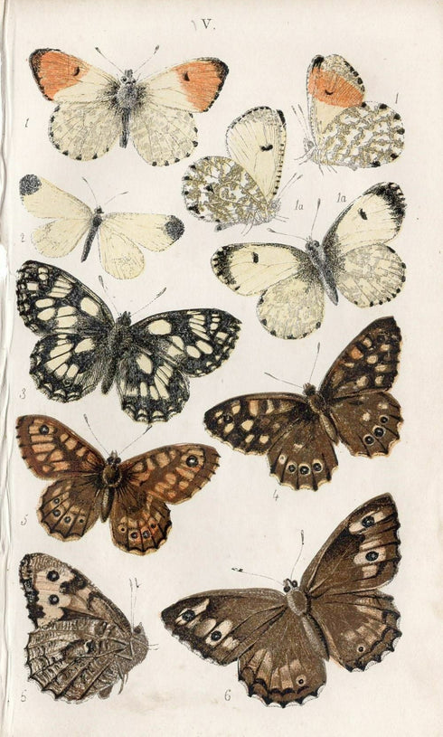 アンティークリトグラフ BRITISH BUTTERFLIES A4