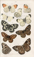 アンティークリトグラフ BRITISH BUTTERFLIES A4