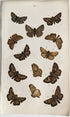 アンティークリトグラフ BRITISH BUTTERFLIES B5