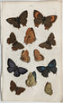 アンティークリトグラフ BRITISH BUTTERFLIES C6