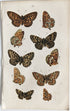 アンティークリトグラフ BRITISH BUTTERFLIES D7