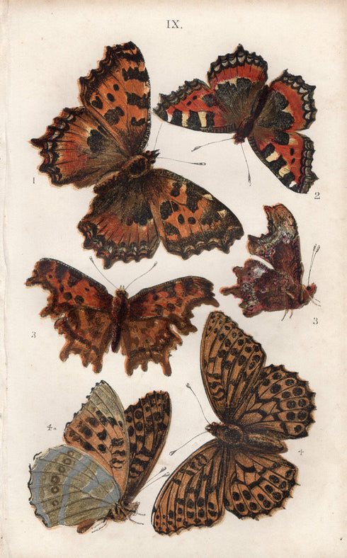 アンティークリトグラフ BRITISH BUTTERFLIES E8