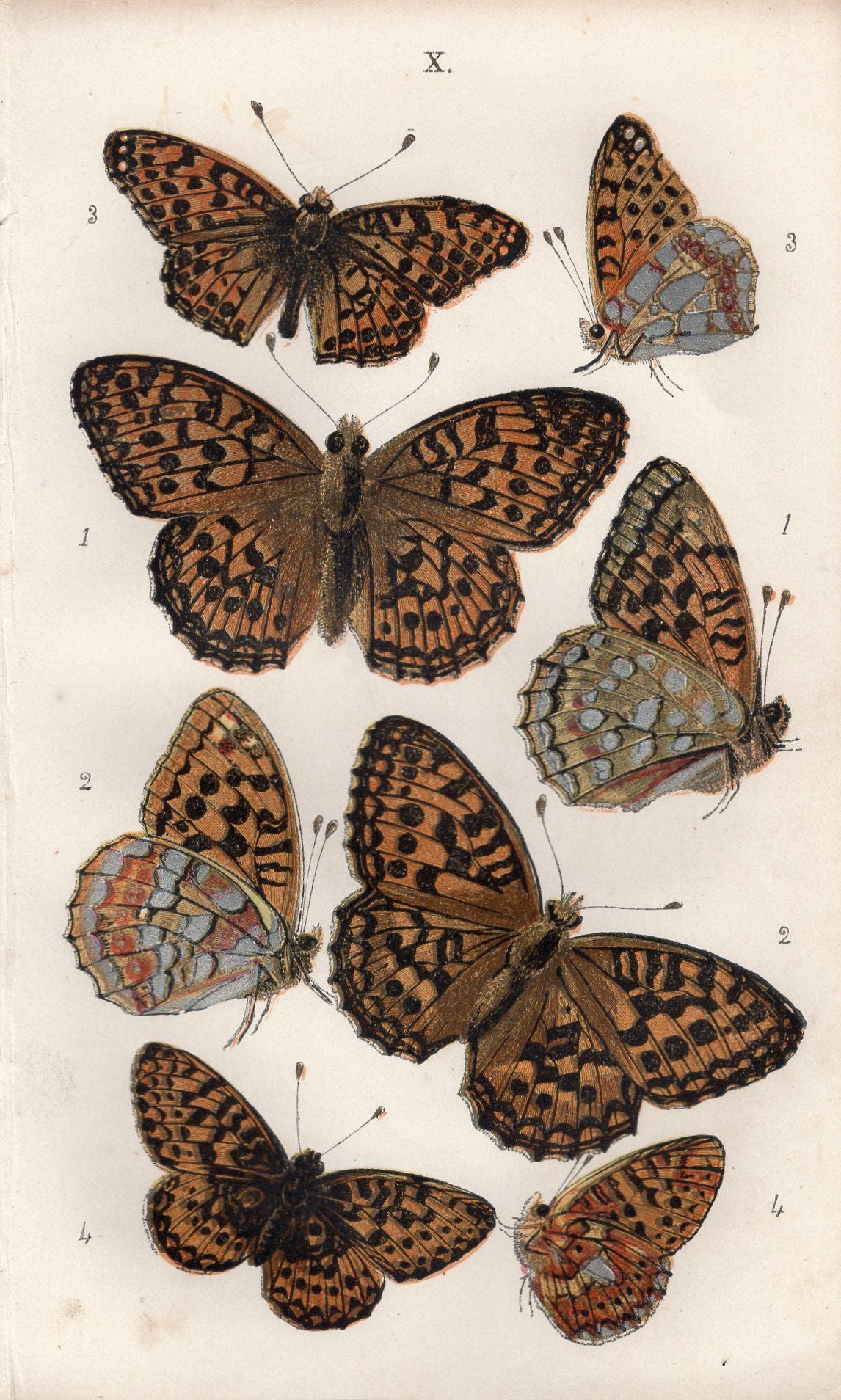 アンティークリトグラフ BRITISH BUTTERFLIES F9