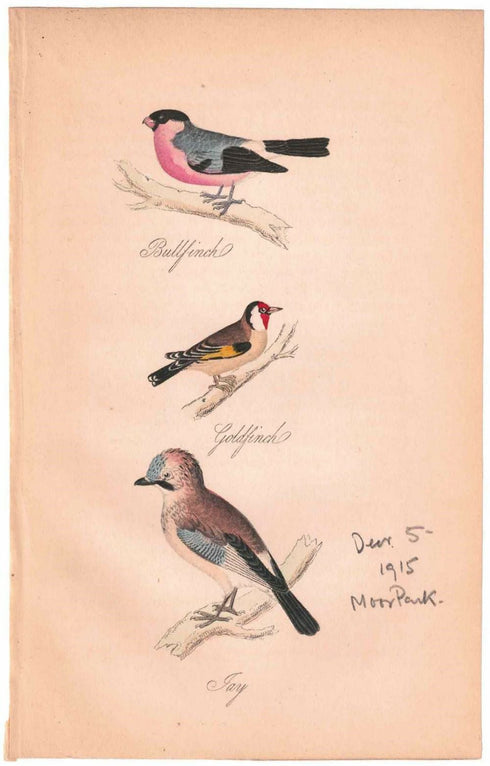 アンティークリトグラフ 鳥 カラー版画絵 一点もの 1915年11