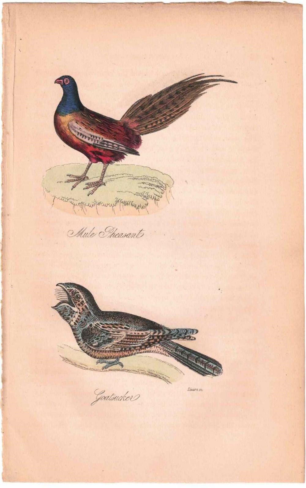 アンティークリトグラフ 鳥 カラー版画絵 一点もの 1915年22