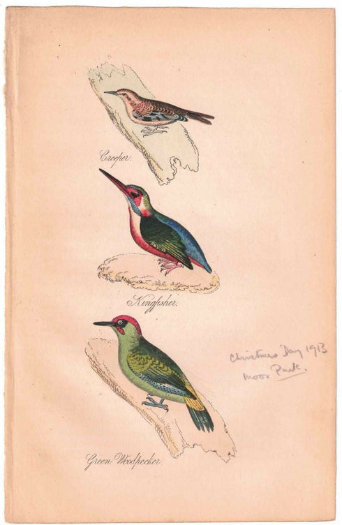 アンティークリトグラフ 鳥 カラー版画絵 一点もの 1915年33