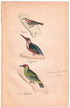 アンティークリトグラフ 鳥 カラー版画絵 一点もの 1915年33