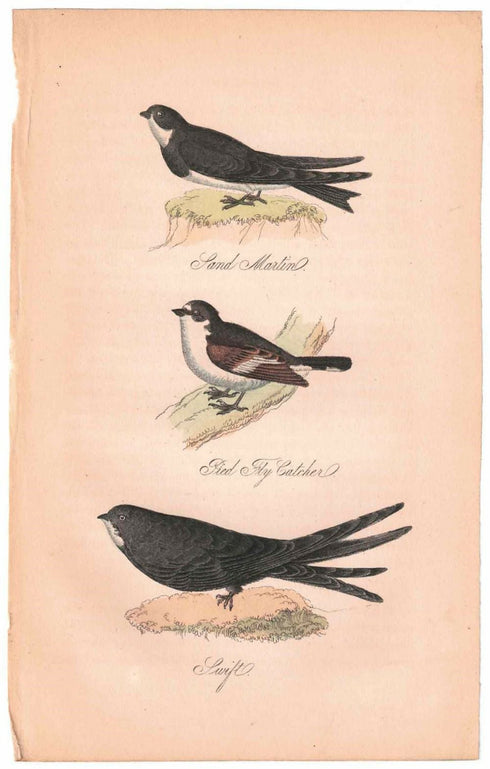 アンティークリトグラフ 鳥 カラー版画絵 一点もの 1915年44