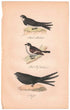 アンティークリトグラフ 鳥 カラー版画絵 一点もの 1915年44