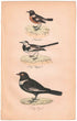 アンティークリトグラフ 鳥 カラー版画絵 一点もの 1915年55