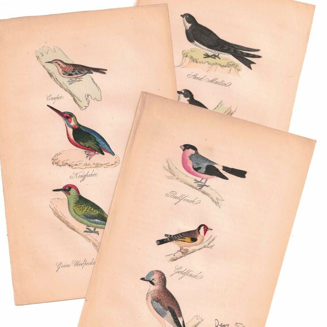 アンティークリトグラフ 鳥 カラー版画絵 一点もの 1915年挿絵6