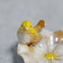 陶器のバードトレイ 花と小鳥 アクセサリー 収納7