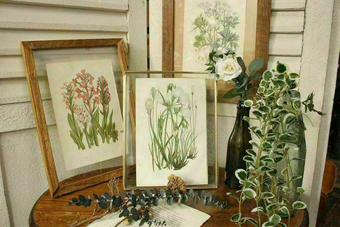 イギリスアンティークボタニカルリトグラフ『Anne Pratt 花』100年以上前に描かれた色彩が美しい植物画11