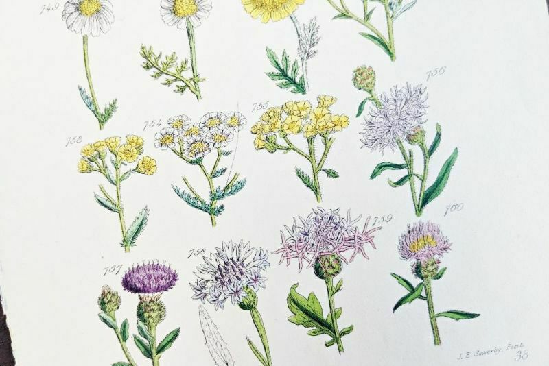 アンティークリトグラフ 花図鑑 ヴィクトリア時代 植物図鑑