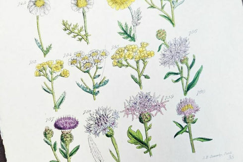 アンティークリトグラフ 花図鑑 ヴィクトリア時代 植物図鑑11