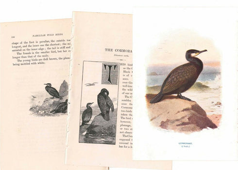 アンティーク鳥の挿絵1903' イギリス アーチボルド・ソーバーン プリント画11