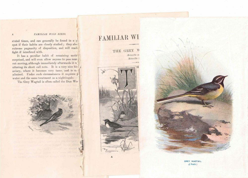 アンティーク鳥の挿絵1903' イギリス アーチボルド・ソーバーン プリント画22