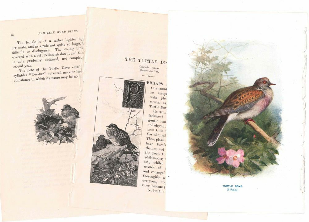 アンティーク鳥の挿絵1903' イギリス アーチボルド・ソーバーン プリント画33