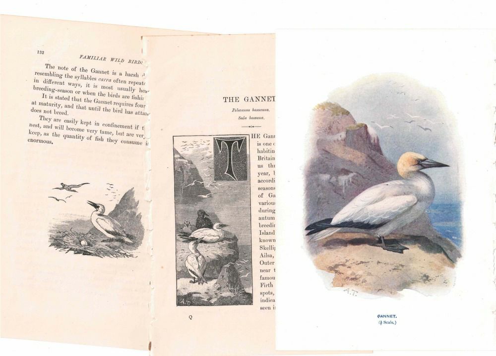 アンティーク鳥の挿絵1903' イギリス アーチボルド・ソーバーン プリント画66