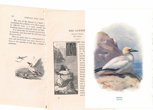 アンティーク鳥の挿絵1903' イギリス アーチボルド・ソーバーン プリント画66