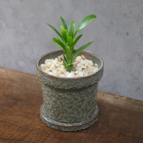 童話の鉢植えシリーズ 陶器のプランター&受け皿セット33
