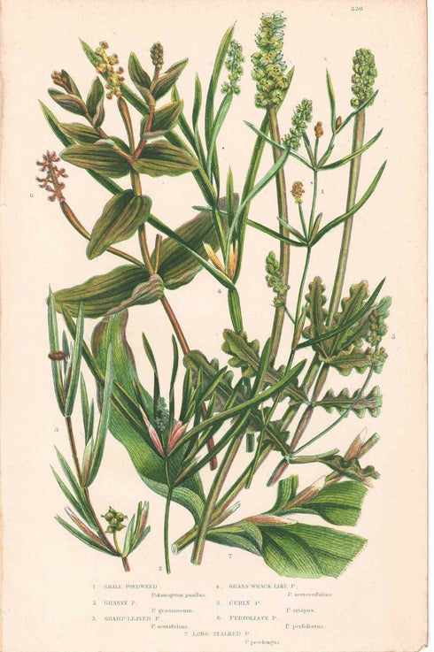 アンティークボタニカルリトグラフ 秋とシダ植物 100年以上前に描かれた色彩が美しい植物画33