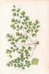 アンティークボタニカルリトグラフ 秋とシダ植物 100年以上前に描かれた色彩が美しい植物画44