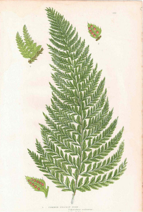 アンティークボタニカルリトグラフ 秋とシダ植物 100年以上前に描かれた色彩が美しい植物画55