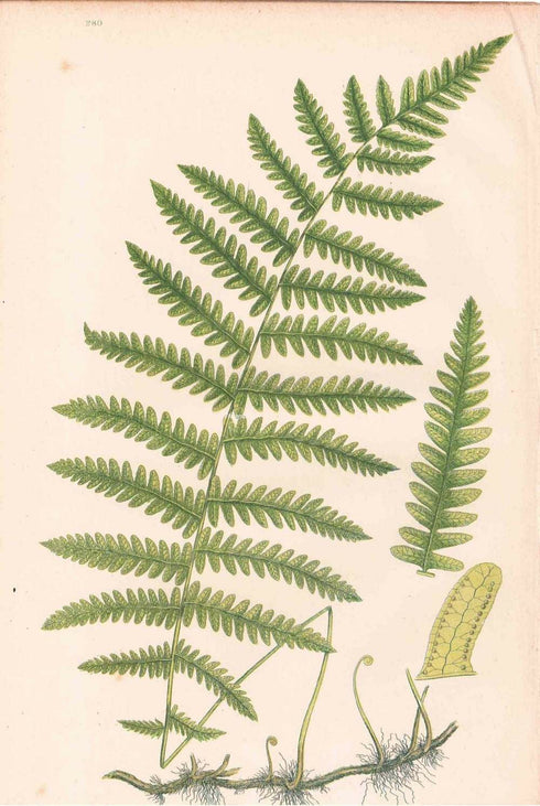 アンティークボタニカルリトグラフ 秋とシダ植物 100年以上前に描かれた色彩が美しい植物画66