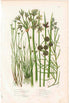 アンティークボタニカルリトグラフ 秋とシダ植物 100年以上前に描かれた色彩が美しい植物画77