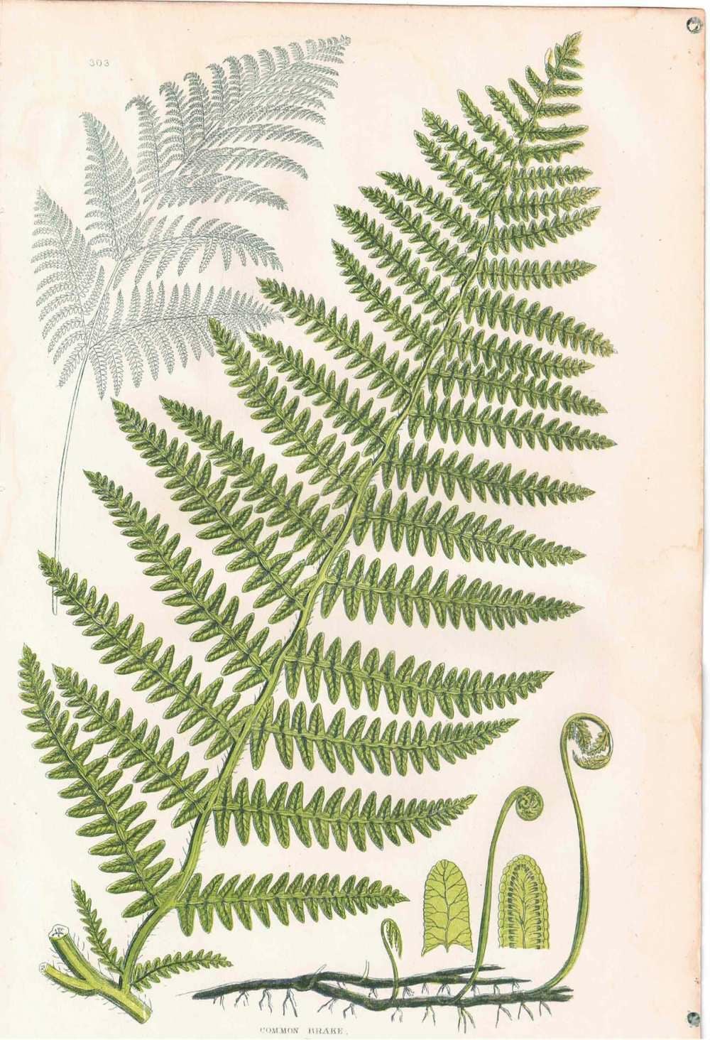 アンティークボタニカルリトグラフ 秋とシダ植物 100年以上前に描かれた色彩が美しい植物画88