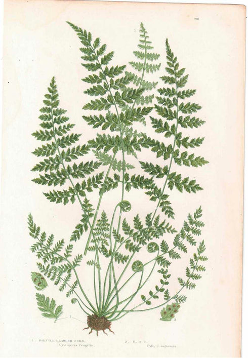 アンティークボタニカルリトグラフ 秋とシダ植物 100年以上前に描かれた色彩が美しい植物画99