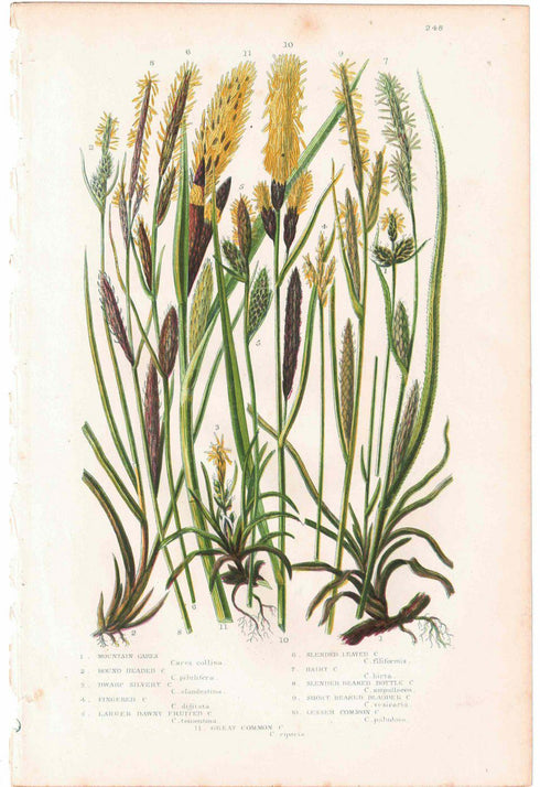 アンティークボタニカルリトグラフ 秋とシダ植物 100年以上前に描かれた色彩が美しい植物画1010