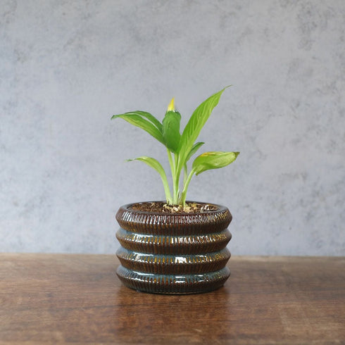 童話の鉢植えシリーズ 陶器のプランター オーロラリムポット