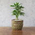 童話の鉢植えシリーズ 陶器のプランター ドットグレイズポット