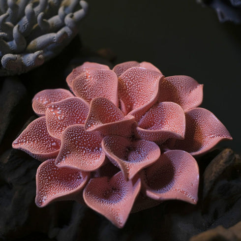 光に照らされ陰影を見せるABYSSALピンクの花のテクスチャ5