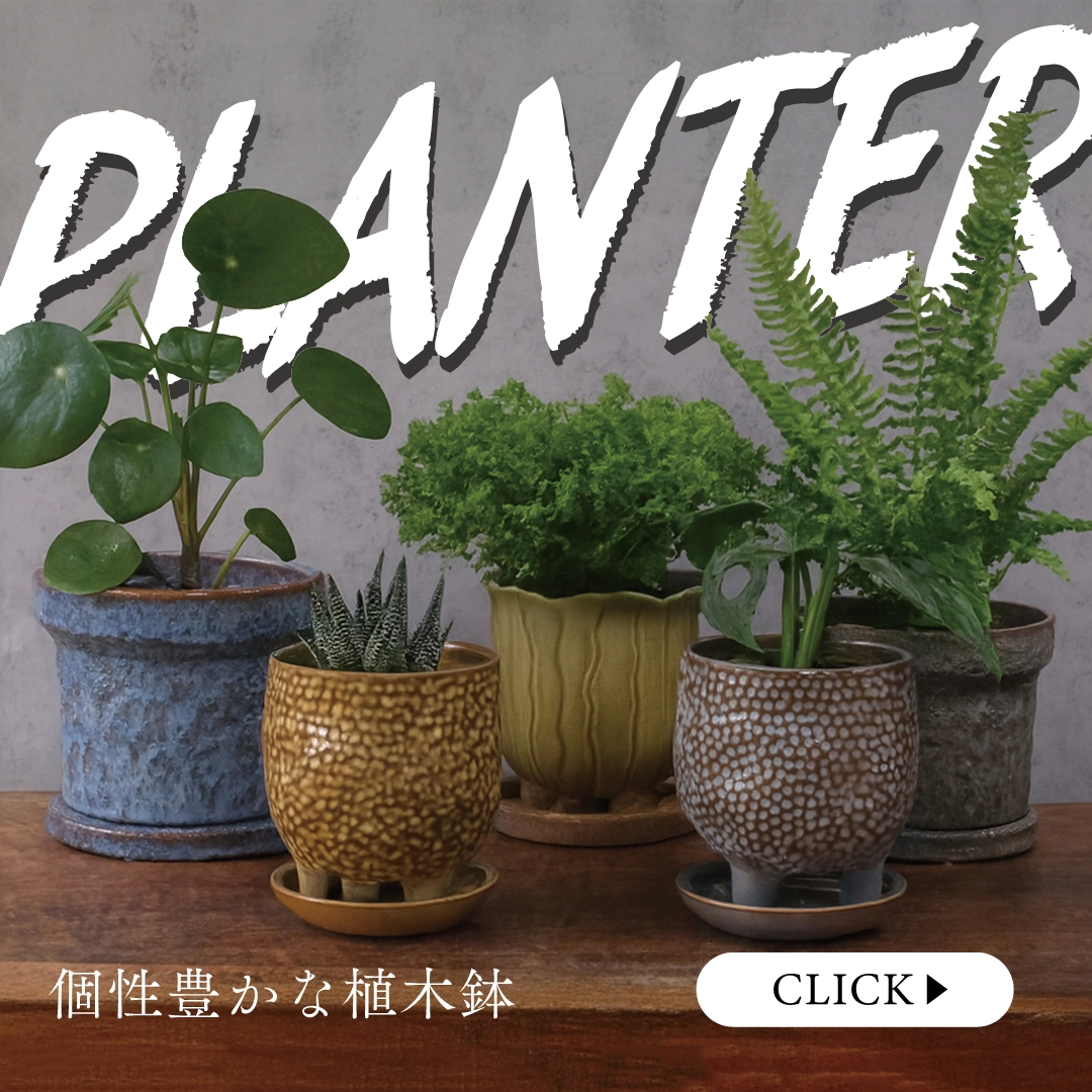 新作プランター特集