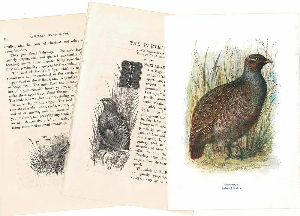 アンティーク鳥の挿絵1903' イギリス アーチボルド・ソーバーン プリント画
