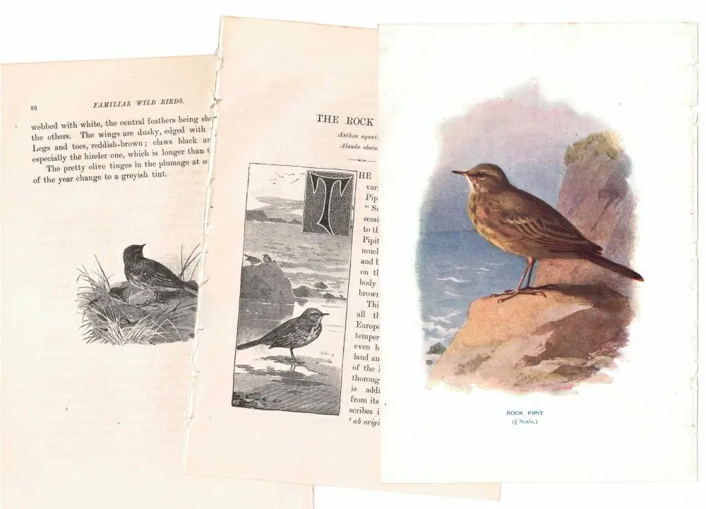 アンティーク鳥の挿絵1903' イギリス アーチボルド・ソーバーン プリント画1
