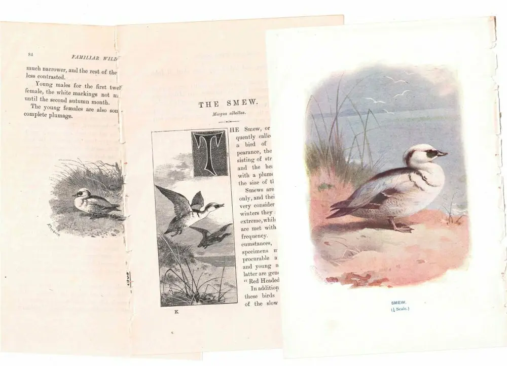 アンティーク鳥の挿絵1903' イギリス アーチボルド・ソーバーン プリント画2