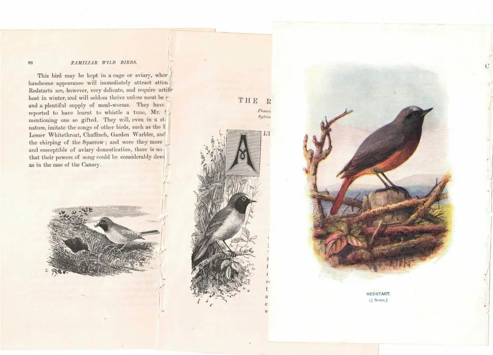 アンティーク鳥の挿絵1903' イギリス アーチボルド・ソーバーン プリント画3