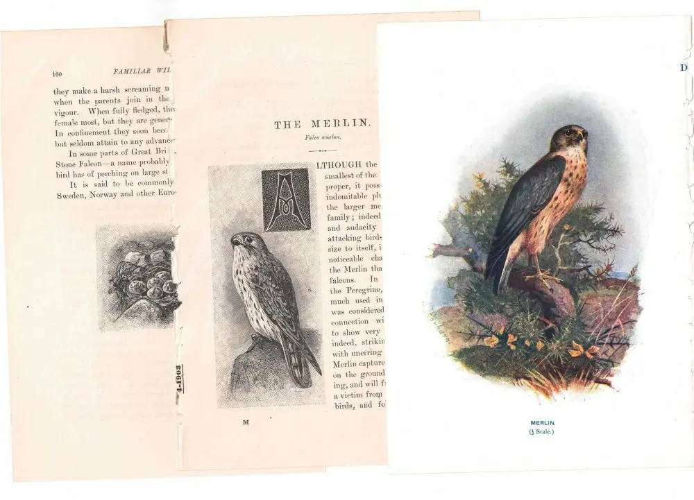 アンティーク鳥の挿絵1903' イギリス アーチボルド・ソーバーン プリント画4