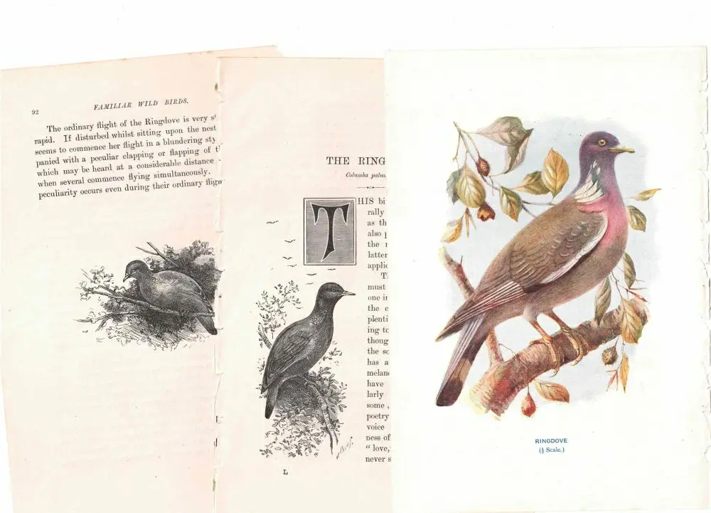 アンティーク鳥の挿絵1903' イギリス アーチボルド・ソーバーン プリント画5